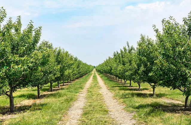 Orchard row and crop canopy